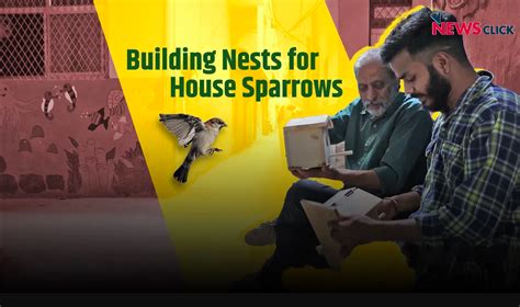 India's Nest Man is Building Homes for House Sparrows | NewsClick