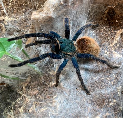 Pair Of Green Bottle Blue Tarantula by Ferrell Captives - MorphMarket