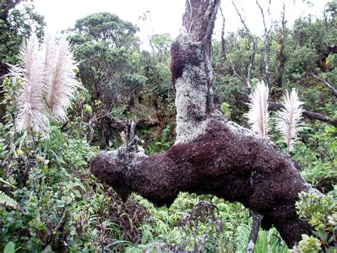 Hawaii Plans To Update Its Noxious Weeds List. Local Environmentalists ...