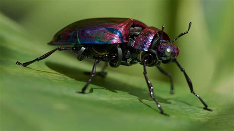 Image result for Bot Against Bug Simulation