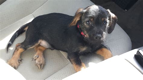 Yorkie And Dachshund Mix