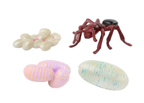 Buy Insect Lore Two Tubes of Live Harvester Ants with Ant Life Cycle ...