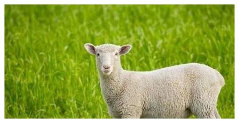 67年、79年、91年属羊人的一生，你家有羊羊吗？太准了！__财经头条