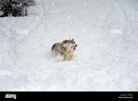 Image result for Yellowstone Grey Wolves