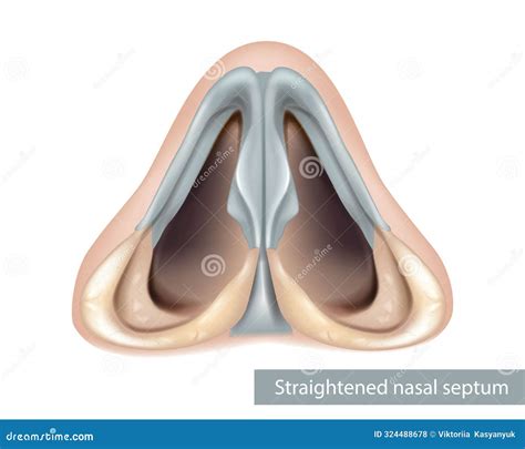 Nose, Nasal Cavity. Nasal Septum Anatomy. Inferior View Stock Illustration - Illustration of ...
