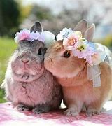 Image result for Adorable Bunnies