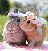 Image result for Fluffy Hair Bunnies