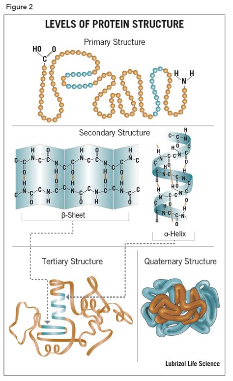 Image result for Protein Structure Types