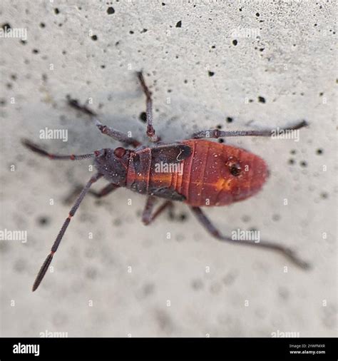 Eastern Boxelder Bug (Boisea trivittata Stock Photo - Alamy