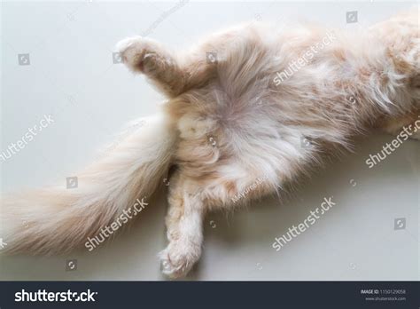 Isolated Penis Cute Young Persian Cat Stock Photo 1150129058 | Shutterstock