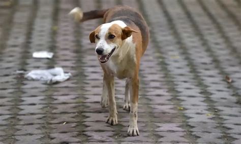 ఢిల్లీలో అరాచకం.. వీధి కుక్కపై వ్యక్తి అత్యాచారం | Man rapes stray dog ...