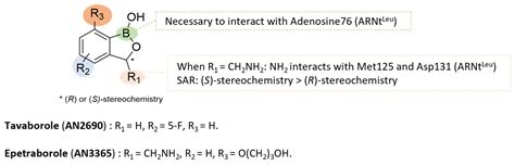 M. avium Complex Pulmonary Infections: Therapeutic Obstacles and ...