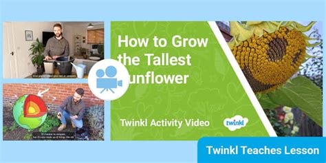 KS2 (Ages 7-11) Activity Video: Growing Tallest Sunflowers