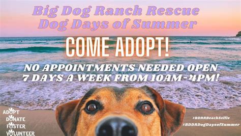 Meet adoptable dogs of Big Dog Ranch Rescue!, Carlin Park, Jupiter FL ...