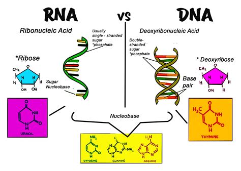 What Are The Differences Between Dna And Rna Quora