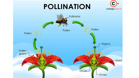 Image result for Pollination Examples