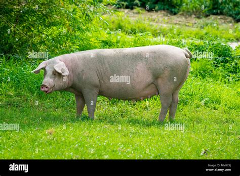 Pigs Having Fun Running 的图像结果