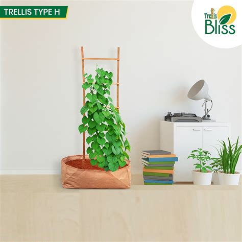 Trellis Bliss Bamboo H-Trellis – trellisblissindia