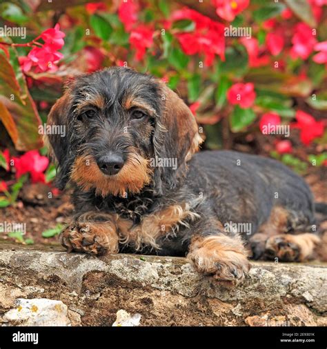 wirehaired Dachshund dog puppy Stock Photo - Alamy