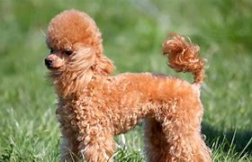 Image result for Teacup Poodle Puppies