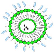 Single-Domain Antibodies and Their Formatting to Combat Viral Infections