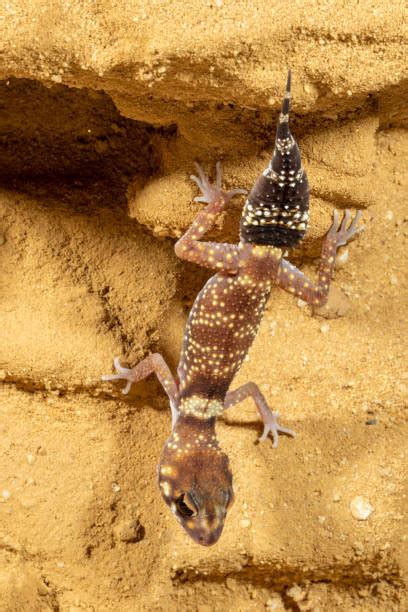 Barking Gecko Making Noise 的图像结果