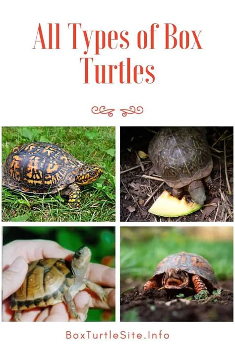 Image result for Different Types of Box Turtle