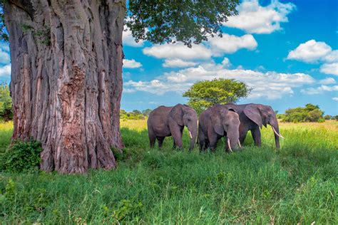 https://cdn.shopify.com/s/files/1/1603/1175/products/African_Elephants_021816-LargeH_1600x.jpeg?v=1523580397