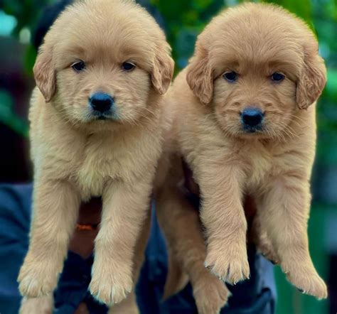 Golden Retriever Puppy Price In Mumbai (Dec 2024) | Golden Retriever ...