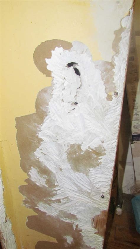 Image result for Toad Eating Drywall