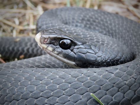 Maryland Biodiversity Project - Northern Black Racer (Coluber ...