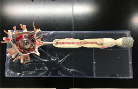 Multipolar Neuron Model 的图像结果