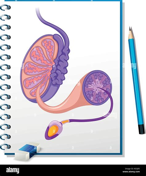 Male reproductive organs hi-res stock photography and images - Alamy