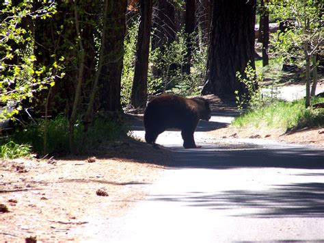 The Natural World: Bears and Bikes in Lake Tahoe