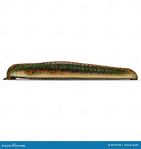 Hirudo stock photo. Image of leeches, medicinal, hirudinidae - 48759798