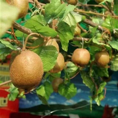 100 Kiwi Seeds Homegrown Edible Fruit Gardens Fruit Trees Non-GMO Vines ...
