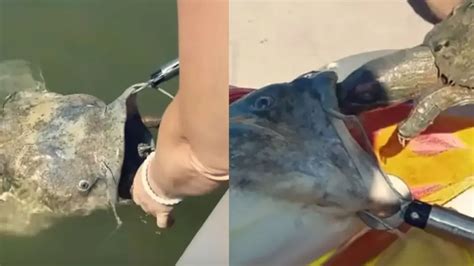 Huge catfish seeks help of humans to pull out big turtle from its mouth ...