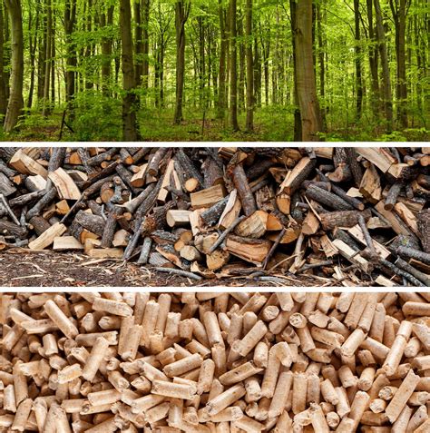Wood pellets: Renewable, but not carbon neutr | EurekAlert!