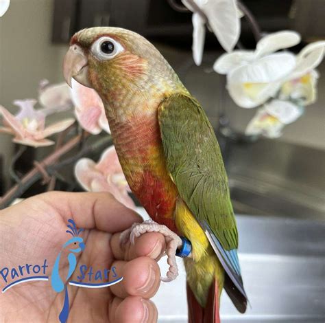Baby Pineapple Green Cheek Conure Available at Parrot Stars!