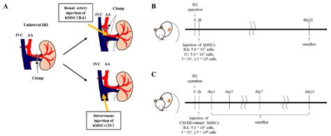 Localization and Maintenance of Engrafted Mesenchymal Stem Cells ...