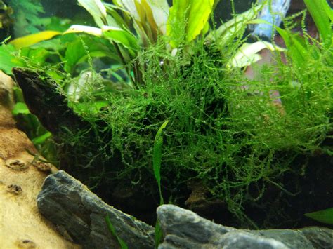 Image result for Growing Java Moss