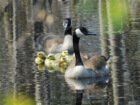 Weekend Wildlife gives details about the Canada goose in Michigan