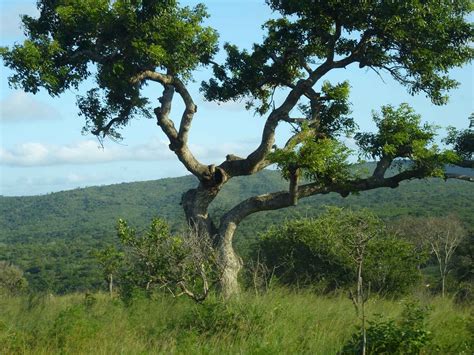 Beauty of Africa 的图像结果