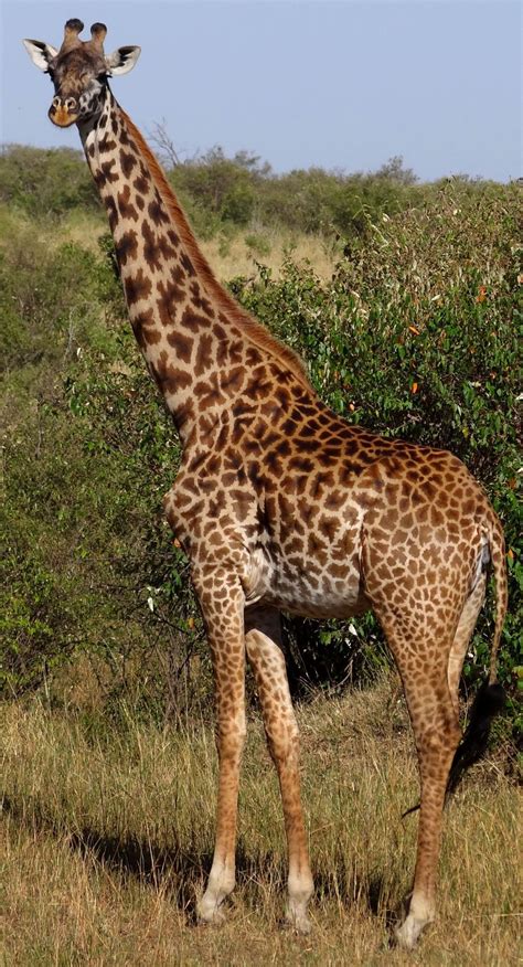 An interactive view of the giraffe | Giraffe, Masai giraffe, Giraffe photos
