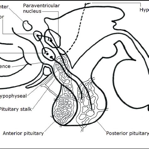 Image result for Thyroid Disease Classification Using Meachine Learning Algorithms