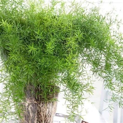 Sprengeri Fern Care: Growing The Asparagus Densiflorus