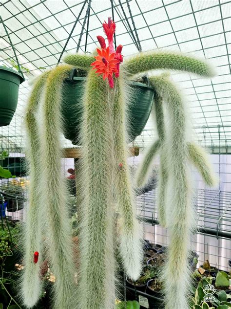 How to Grow & Care for Monkey's Tail Cactus 🌵