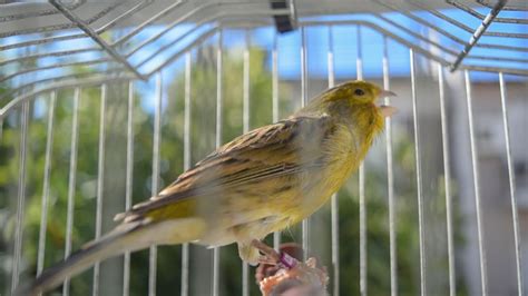 Image result for Canary Training Tips