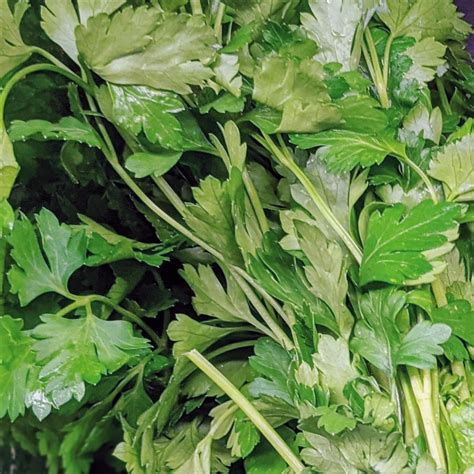Parsley Companion Plants – What to Grow with Parsley - Bunny's Garden
