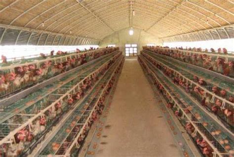 贵州黔西：蛋鸡养殖助增收-人民图片网